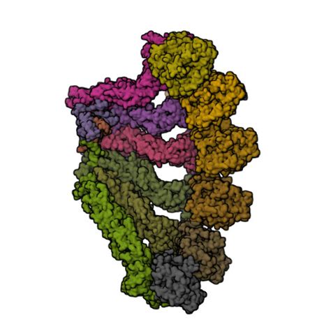 Rcsb Pdb Qj Structure Of The Recombinant Human Gamma Tubulin Ring