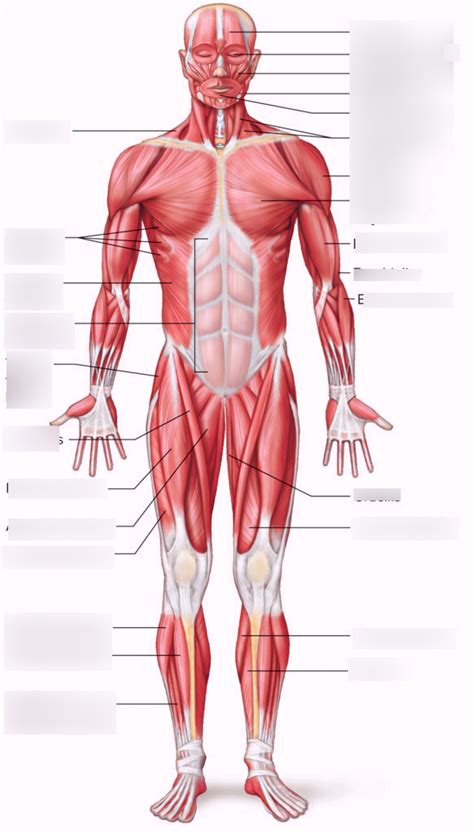 Major Anterior Muscles Anatomy Muscular System Anatomy Muscle Anatomy