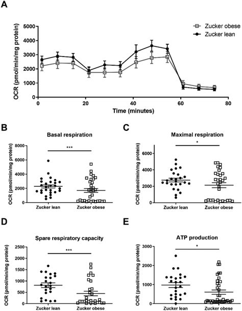 Mitochondrial Respiration In Zucker Rat Glomeruli A Oxygen Consumption