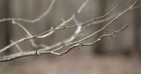 First Alert Weather Snow Flurries Rain Possible As Front Moves Into