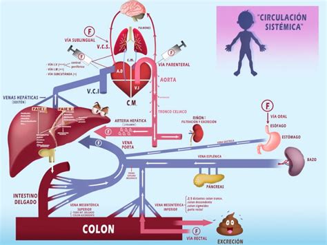 Quais S O As Fases Da Farmacocin Tica Librain