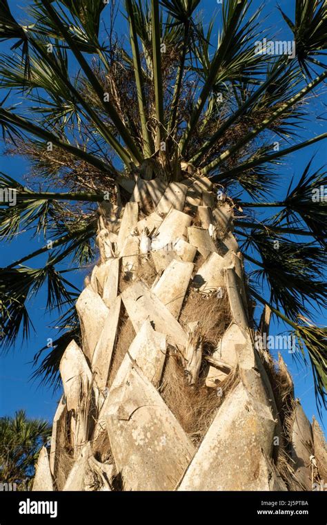 Leaf Scars Called Bootjacks On The Trunks Of Sabal Palms Sabal