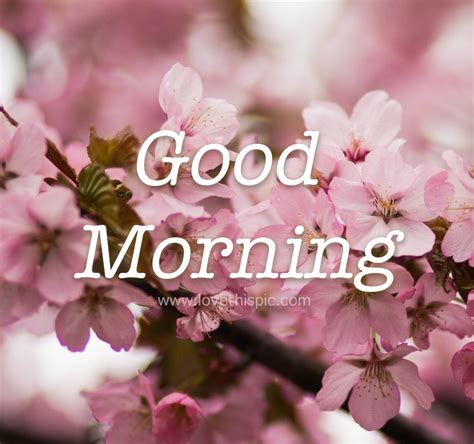 Good Morning Pink Cherry Blossoms Pictures Photos And Images For