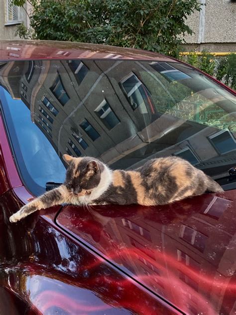 Pin by Andrey Berecz on autó kedvelő macskák in 2024 | Cats, Animals ...