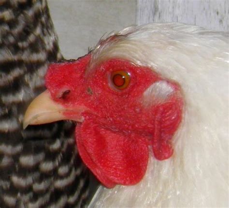 This Can T Be Good Comb Issues BackYard Chickens Learn How