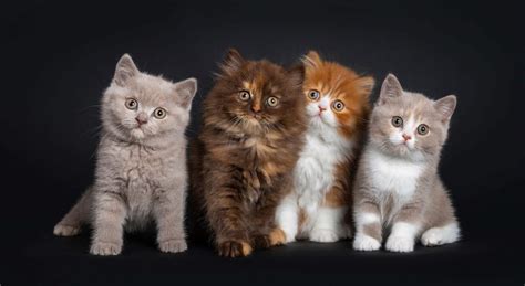 Why Do Cats Have Different Color Kittens