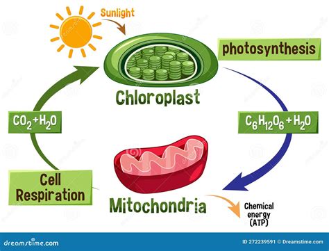 Photosynthesis And Cellular Respiration Diagram Vector Illustration ...