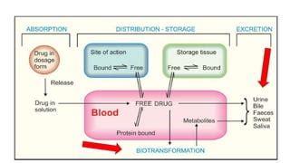 Pharmacokinetics Metabolism And Excretion PPT