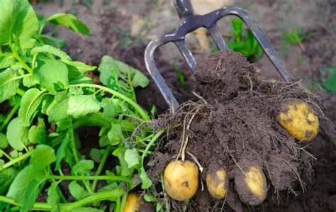 An Easy Way To Grow Potatoes In Raised Bed Bed Gardening