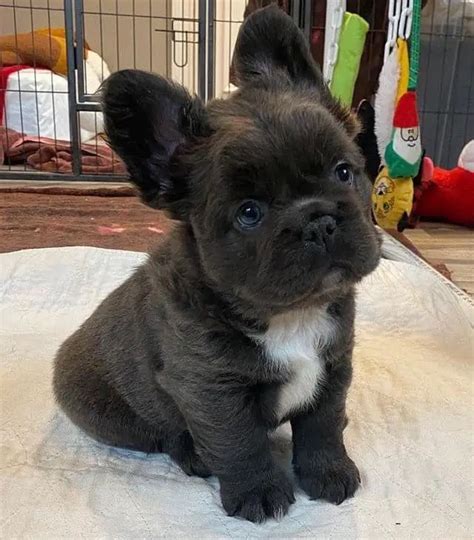 Cute French Bulldog Puppies 41 Adorable Frenchie Puppy Photos