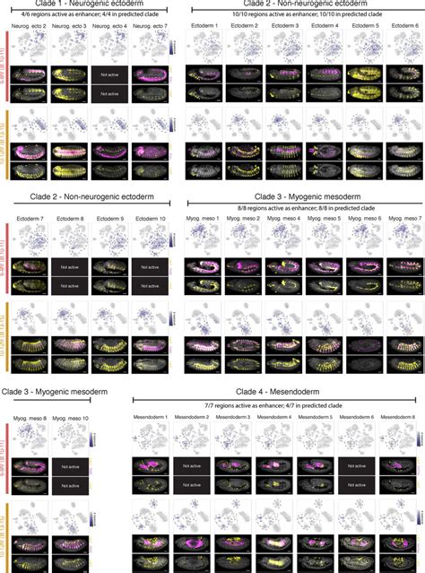 Sci Atac Seq Can Predict Tissue Specific Enhancer Usage During