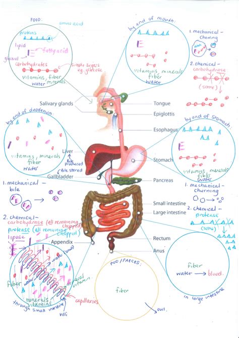 Digestive System Diagram Quizlet