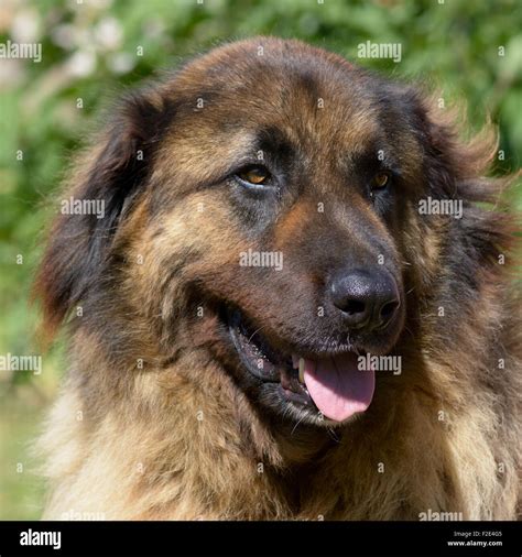 Leonberger Hund Porträt im Garten auf sonnigen Tag Stockfotografie Alamy