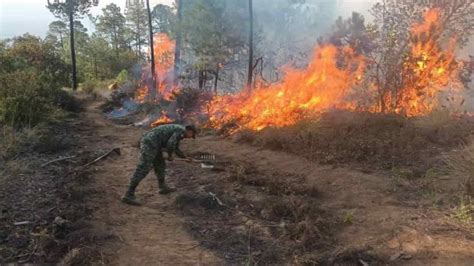 Seis Incendios Forestales Se Encuentran Activos En Veracruz