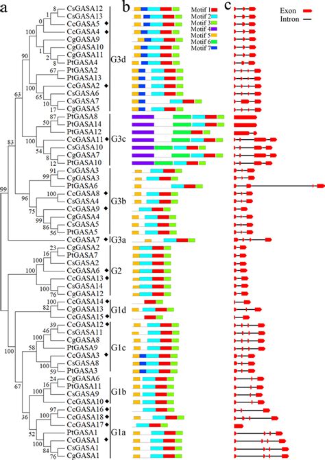 Phylogenetic Relationships Exon Intron Pattern And Group Designations Download Scientific