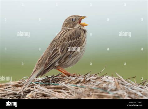 Corn Bunting Hi Res Stock Photography And Images Alamy