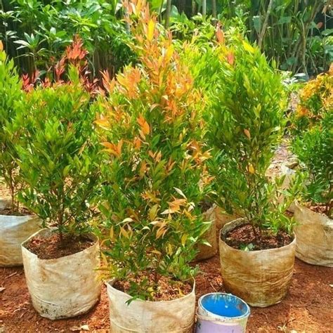 Jual Tanaman Hias Pucuk Merah Pohon Pucuk Merah Tinggi 50 Cm Di Lapak