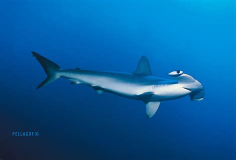 Tiburones Y Rayas En Canarias Riqueza Natural Y Riqueza Económica