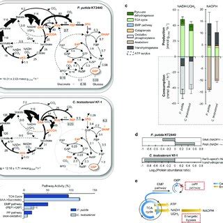 C Metabolic Flux Analysis Of Carbon And Energy Flux Partitioning In