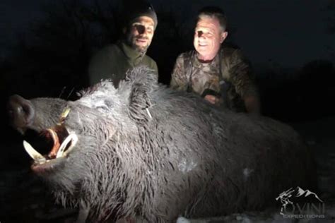 Vid O Tirs De Sangliers Gigantesques Au Tadjikistan Avec Ovini