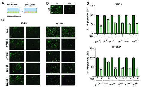 CFTR Functionality In FRT Cells Measured By The Yellow Fluorescent