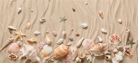 Beach Sand Shells Images Browse 615164 Stock Photos Vectors And