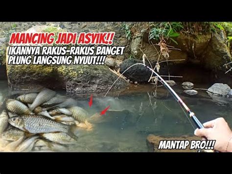 DIBIKIN ASYIK MANCING WADER DI SPOT AIR JERNIH IKANNYA RAKUS RAKUS