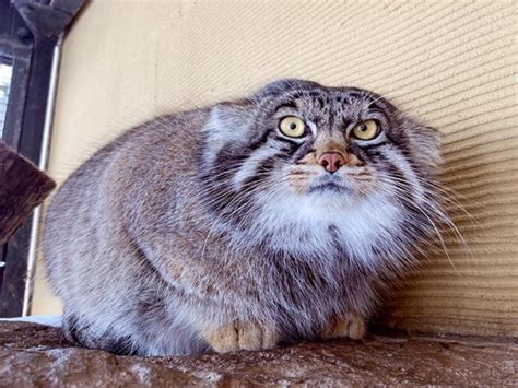 マヌルネコのグルーシャは 日本一のずんぐりフォルム？ 旭川市旭山動物園 旭川・道北のニュース ライナーウェブ