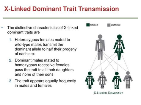 Genetics Chapter 3 Part 2