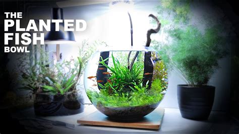 The Planted Fish Bowl 3 Gallon Aquascape Tutorial W Chili Rasbora