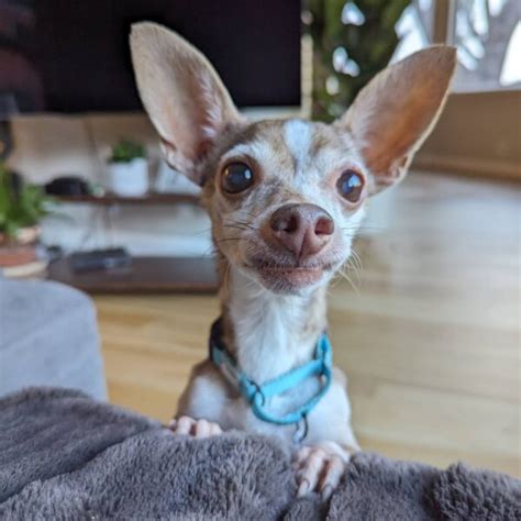 Home Rocket Dog Rescue