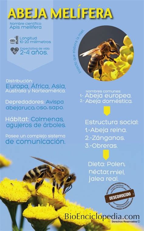 Infografía De La Abeja Melífera Bioenciclopedia Abejas Informacion