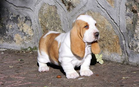 Get to know the Hush Puppies Dog Breed ️ Postposmo | Postposmo