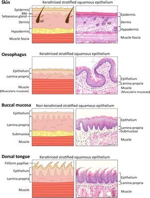 Frontiers A Scarless Healing Tale Comparing Homeostasis And Wound