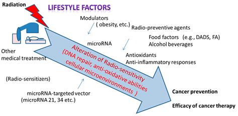 Ijms Free Full Text Radiation Induced Reactions In The Liver