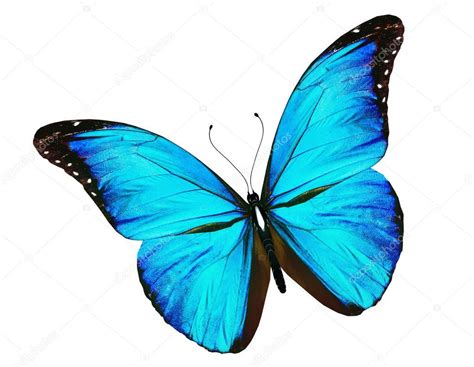 U U Izole Zerinde Beyaz Ye Il Mavi Kelebek Blue Butterfly