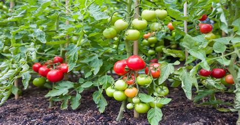 Determinate Vs Indeterminate Tomatoes Giy Plants