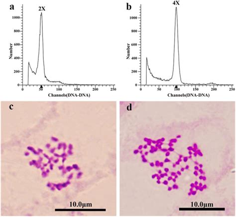 Determination Of The Ploidy Levels In Diploid And Tetraploid Plants A