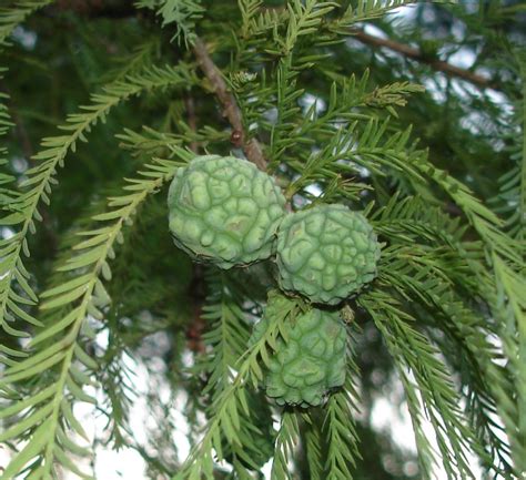 Bald Cypress Taxodium Distichum Great Plains Nursery