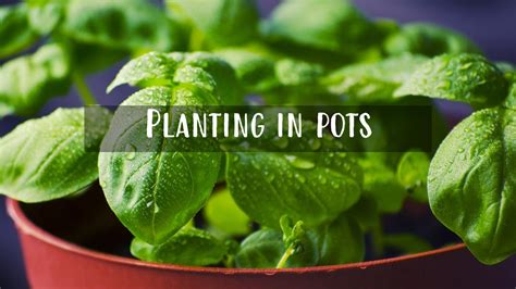 Planting in Pots - Savour Soil Permaculture