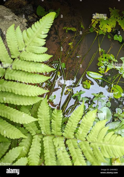 Vertical Shot Of Ferns Near Water In The Singapore Botanical Gardens