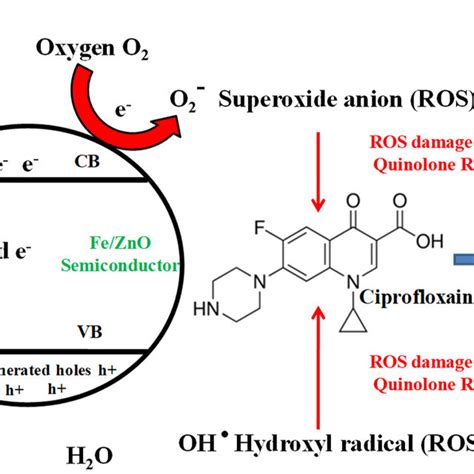 Schematic Representation Showing Generation Of Reactive Oxygen Species Download Scientific