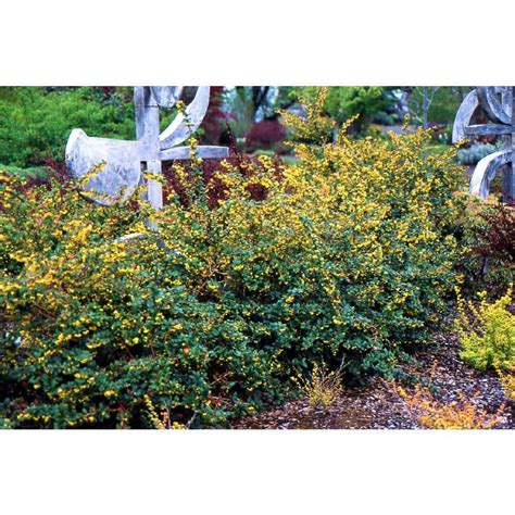 Reviews For Online Orchards Gal William Penn Evergreen Barberry