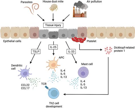 Frontiers Conventional And Pathogenic Th2 Cells In Inflammation