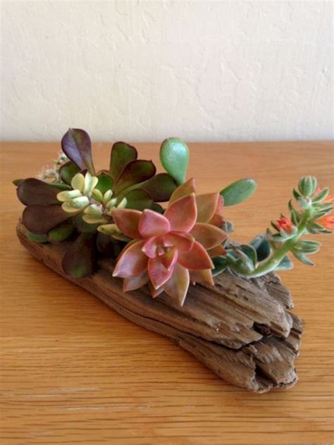 Decora O Suculentas Em Troncos Succulent Garden Diy Succulent