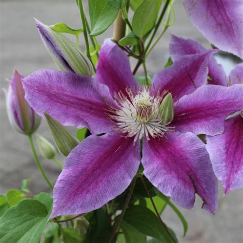 Clematis Waldrebe Dr Ruppel Lubera De Clematis Pflanzen Gro E