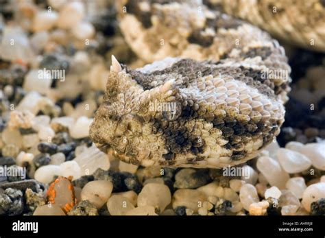 Horned Adder Bitis Caudalis Namib Desert Namibia Stock Photo Alamy