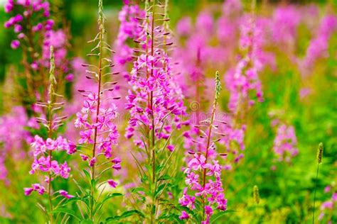 Purple Flowers Rosebay on Norwegian Nature Stock Photo - Image of close ...