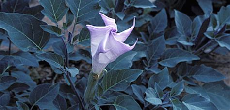 Sacred Datura: Photos of a Beautiful (But Poisonous) Plant | Live Science