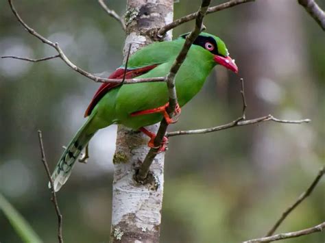 Bornean green magpie - Facts, Diet, Habitat & Pictures on Animalia.bio